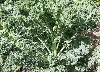 Afbeelding oogstperiode KOOL, Boerenkool - Grand Vert du Nord